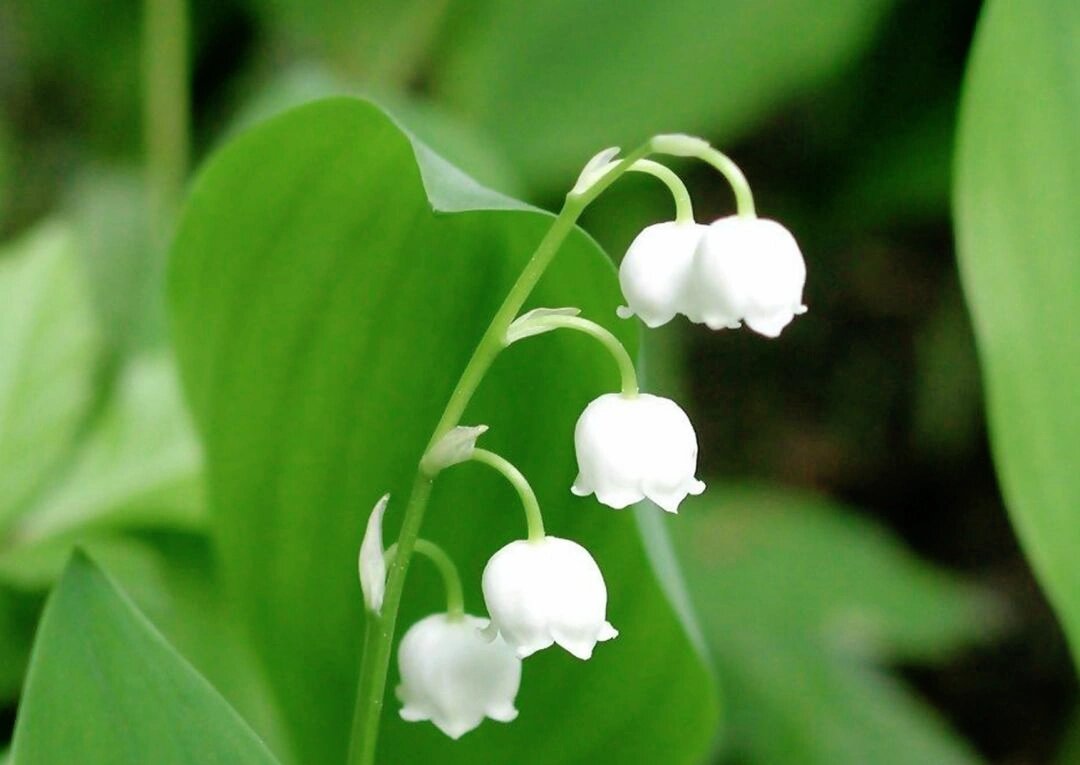 铃兰,别名:君影草,芦藜花,草玉玲