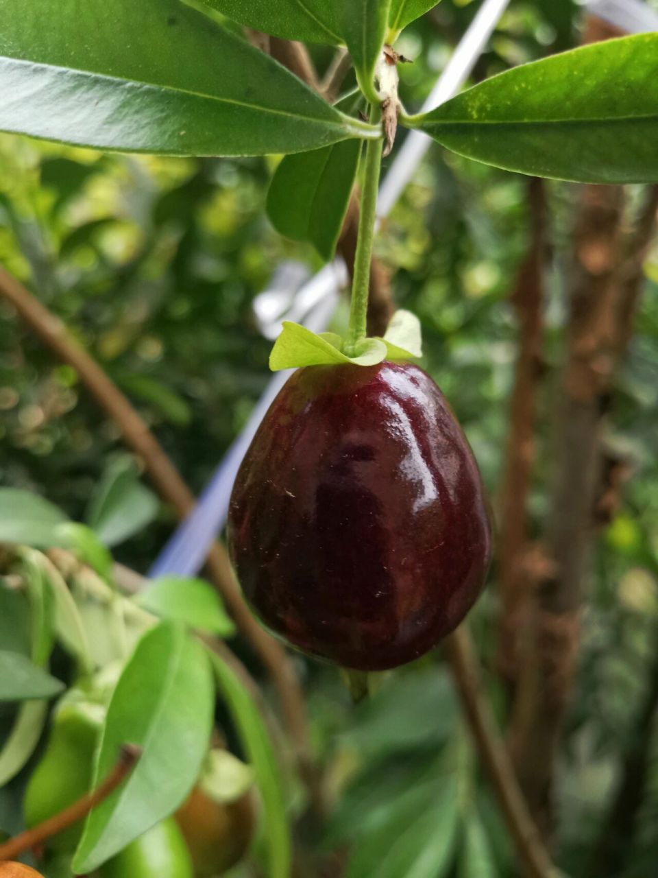 黑玫瑰樱桃90 黑玫瑰樱桃90