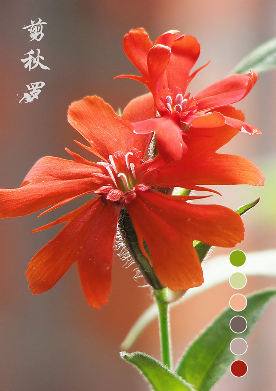 今日分享一 一剪秋罗 【剪秋罗】(学名:lychnis fulgens fischer ex