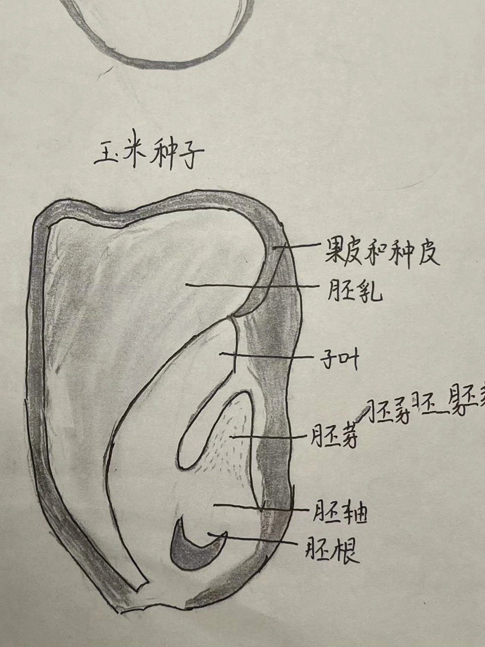 菜豆种子和玉米种子结构图 七年级上册生物菜豆种子和玉米种子结构图