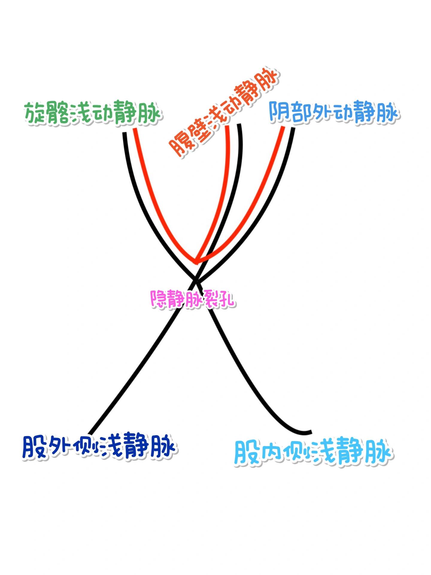 大隐静脉体表标志图片