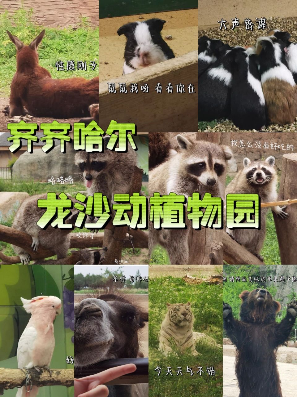 齊齊哈爾 | 龍沙動植物園攻略 成人門票98(沒有學生票優惠) 園區很大