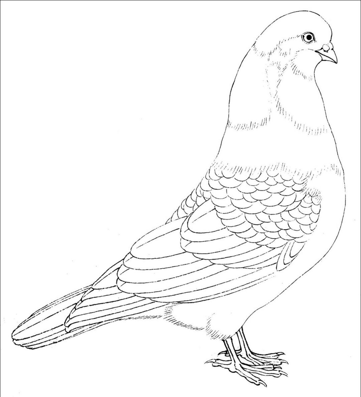 我们平常所说的鸽子只是鸽属中的1种,而且是家鸽.