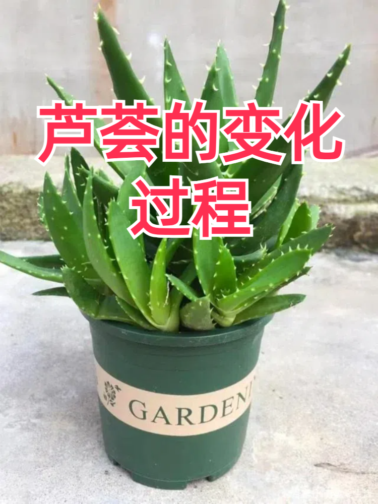 芦荟的变化过程图图片