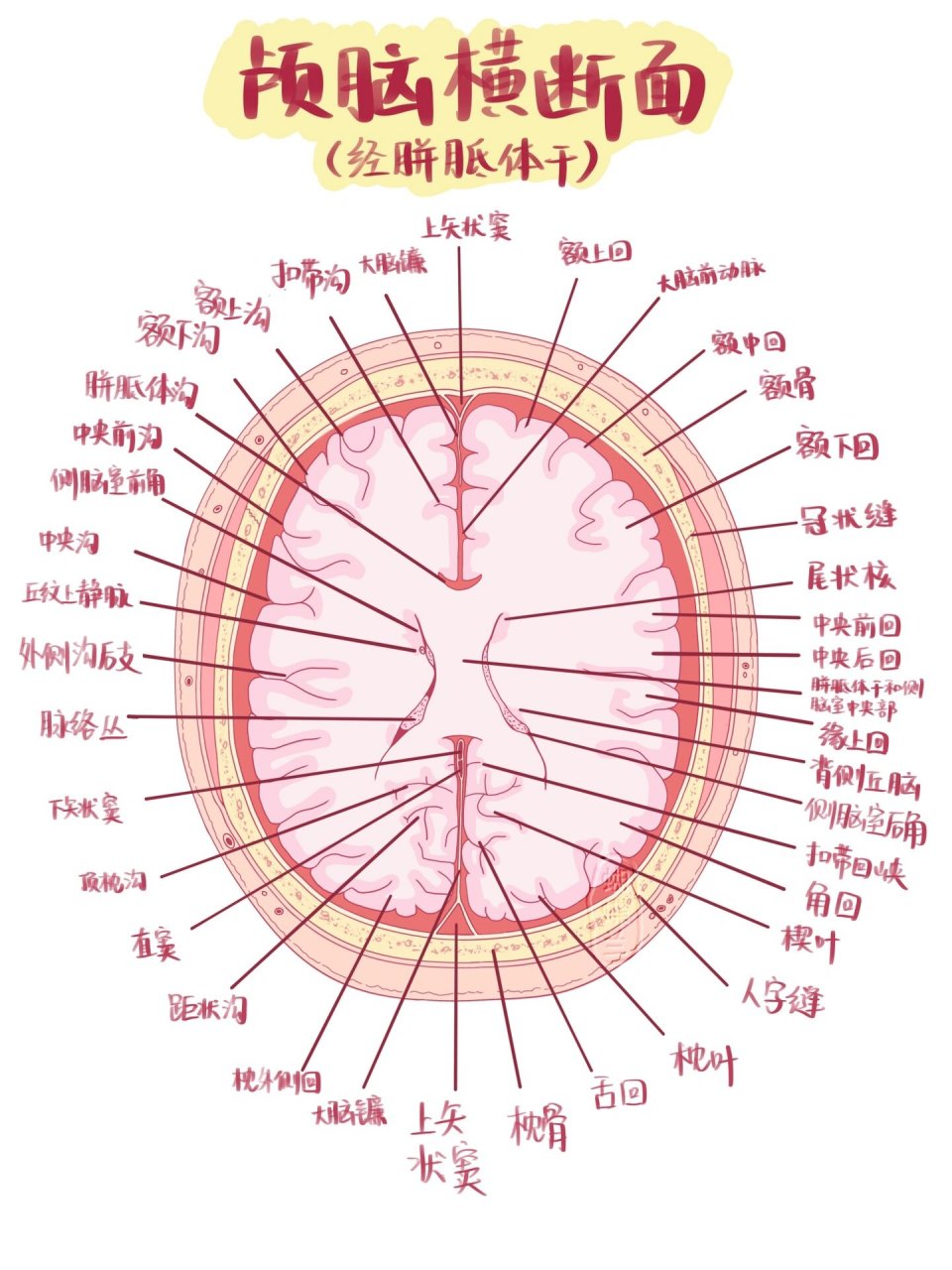 脑桥横断面解剖图图片