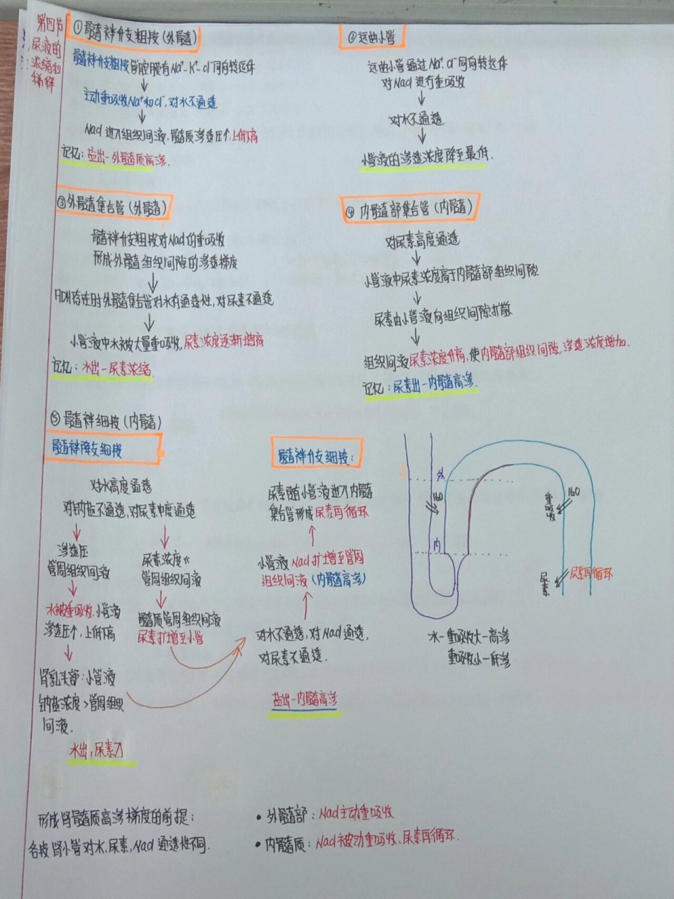 导尿思维导图怎么画图片