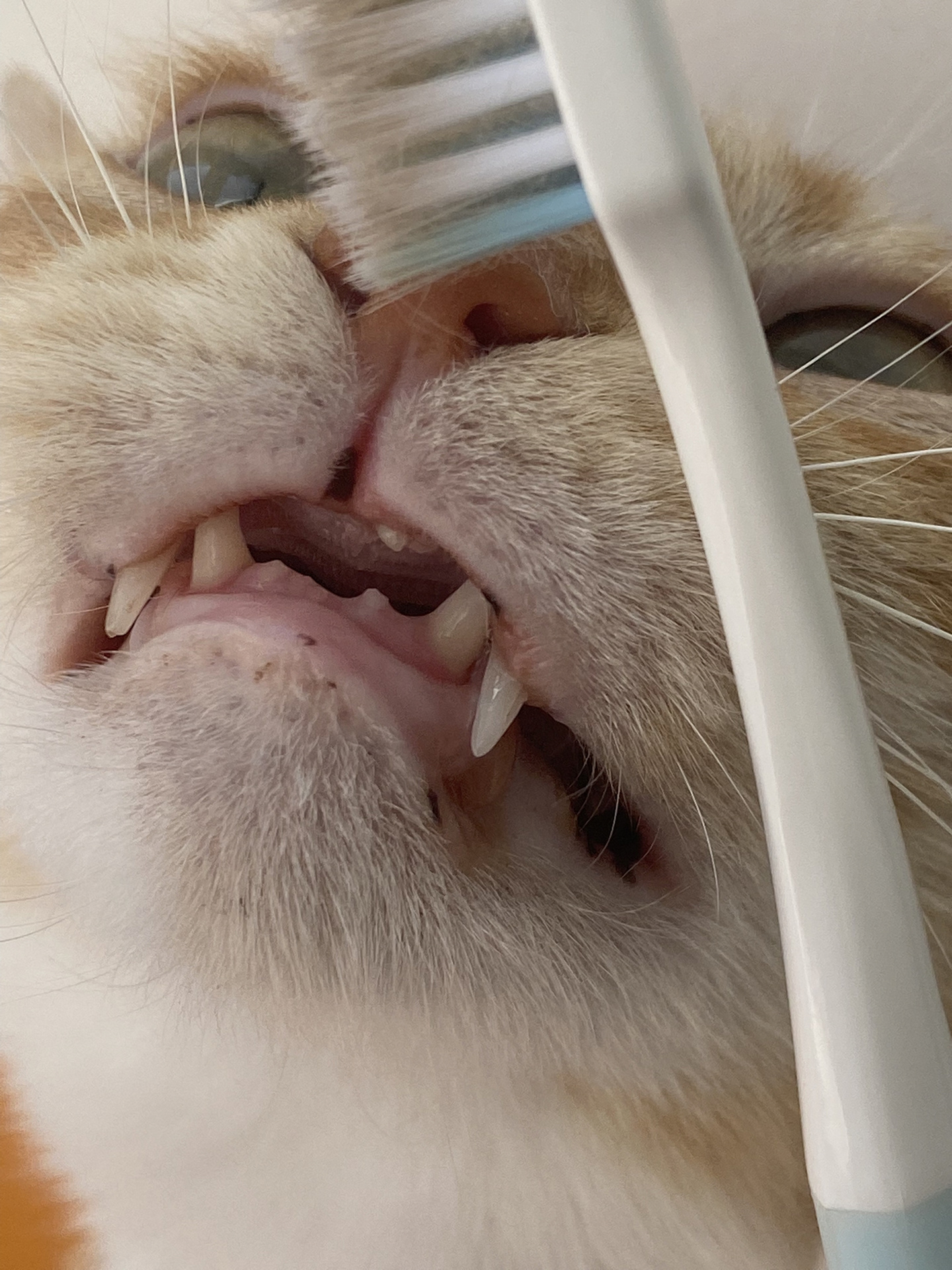 猫咪门牙都掉了正常吗?
