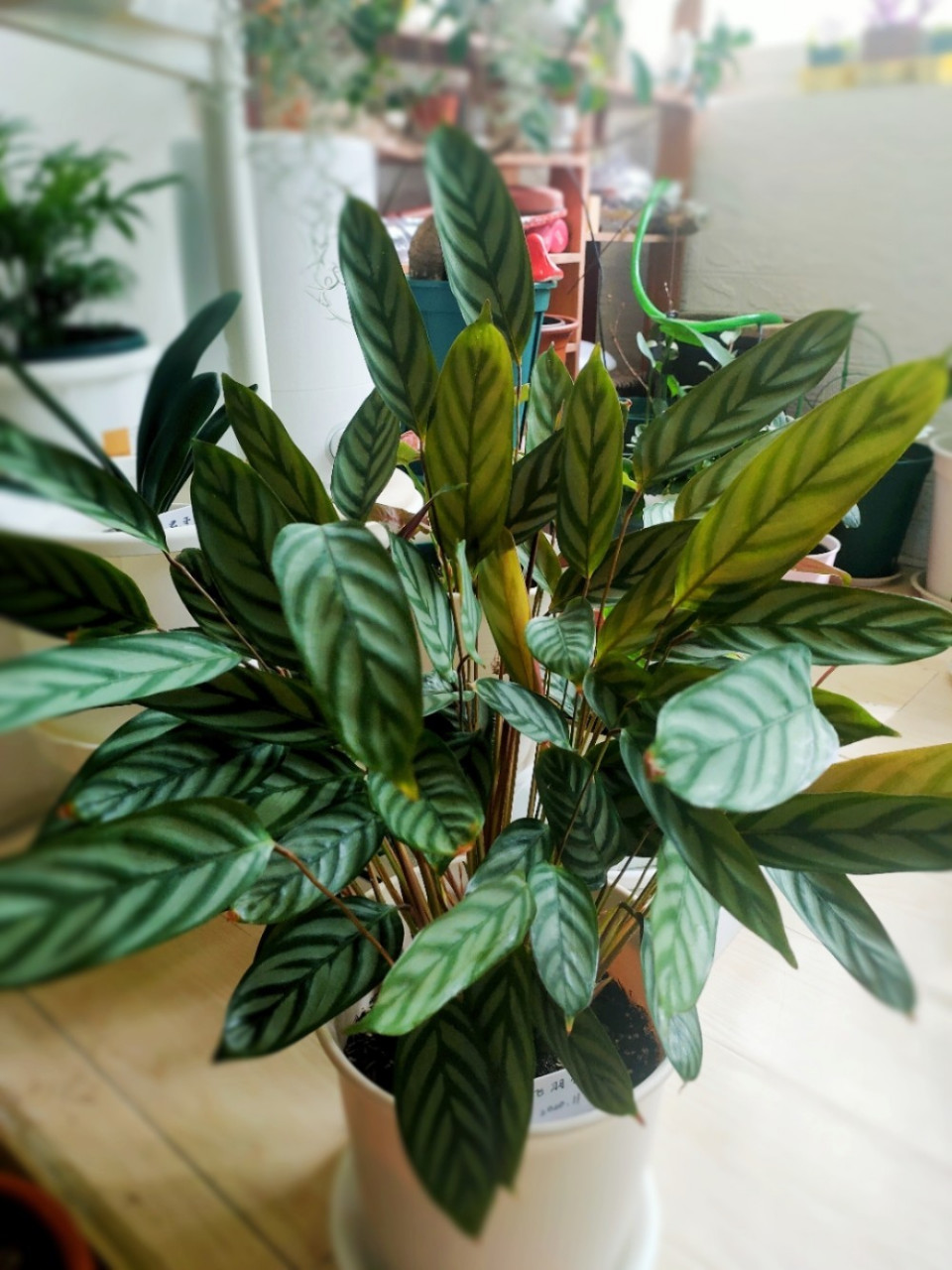 北方超好养绿植——新飞羽竹芋 这棵竹芋是去年12月花了五元从花市