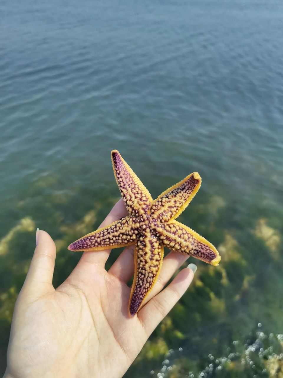 秦皇岛海天一色赶海图片