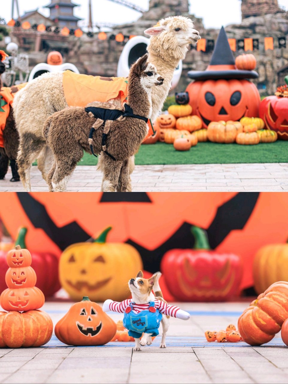 成都融创陆地乐园88元  包含1大1小(1.2米以下)