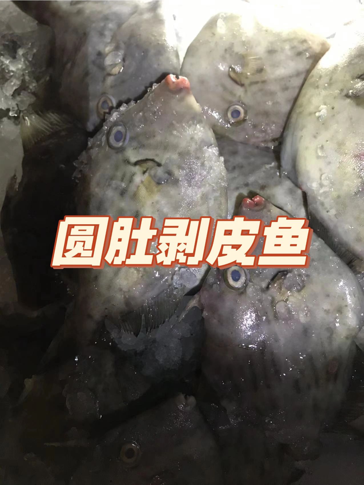 今日潮汕海鲜:乖鱼带着它的dudu来了!