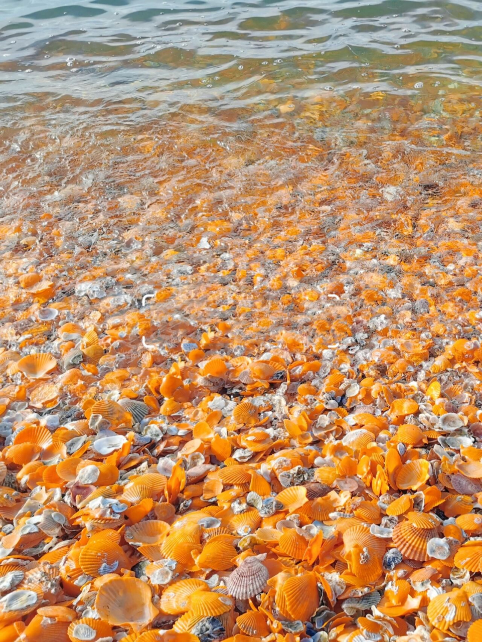 这才是汕尾第一网红海滩,遍地彩色贝壳92 汕尾的海滩千千万92不是