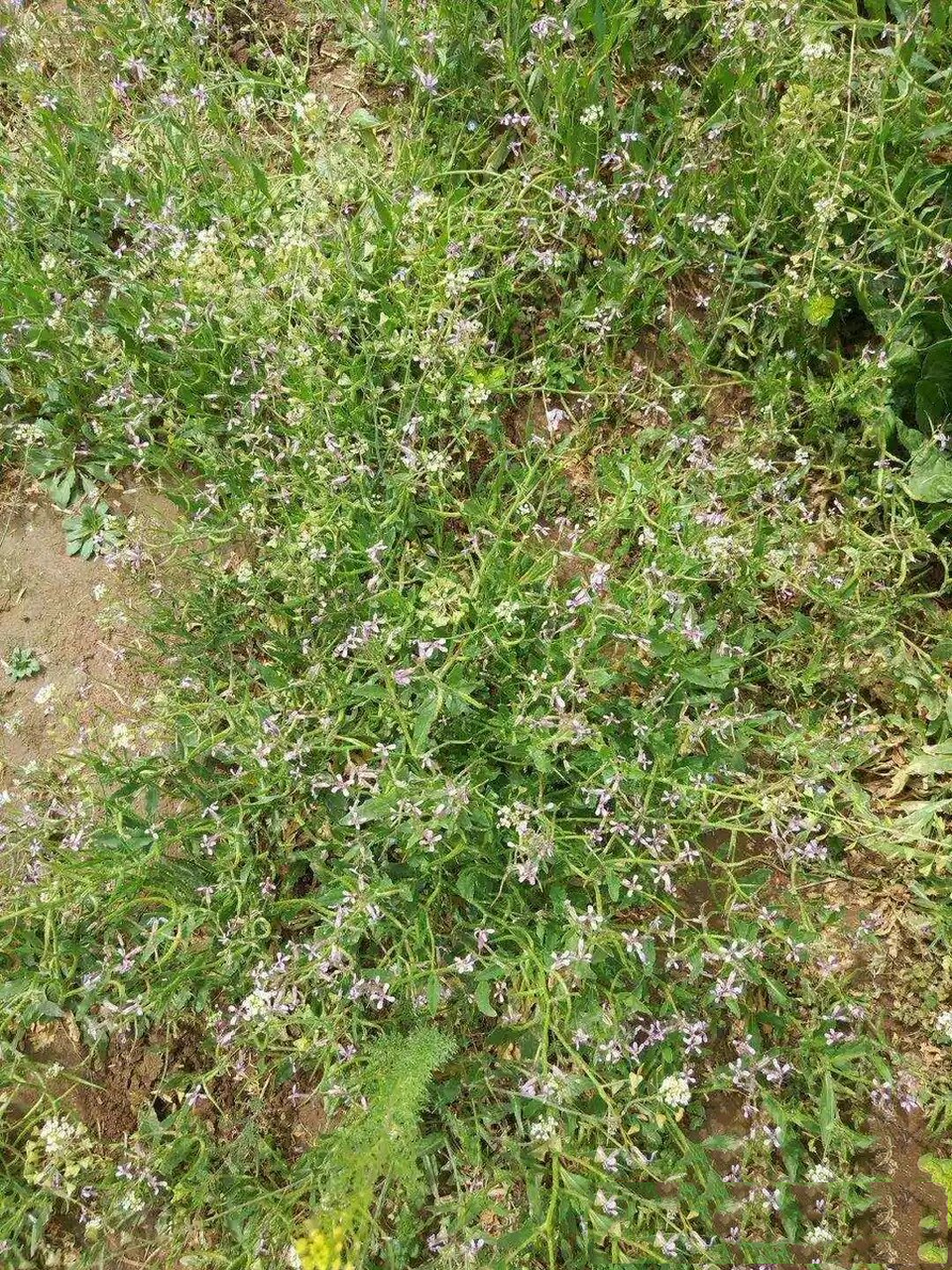 涩荠 坐标豫北地区,靠近山东,小时候麦田里最多的野菜,我们叫水萝卜棵