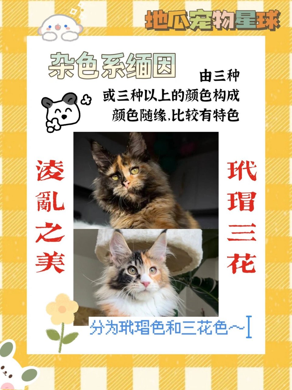 缅因猫花色分类图图片