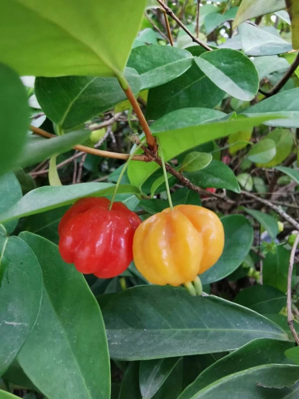 巴西红果 红果仔原产巴西.