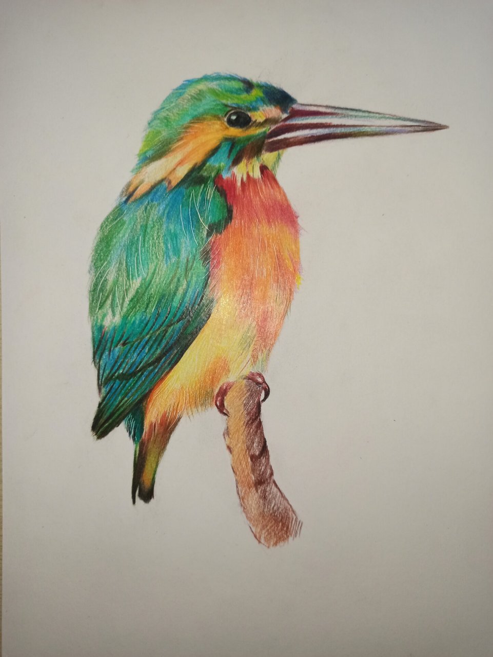 彩铅《翠鸟》