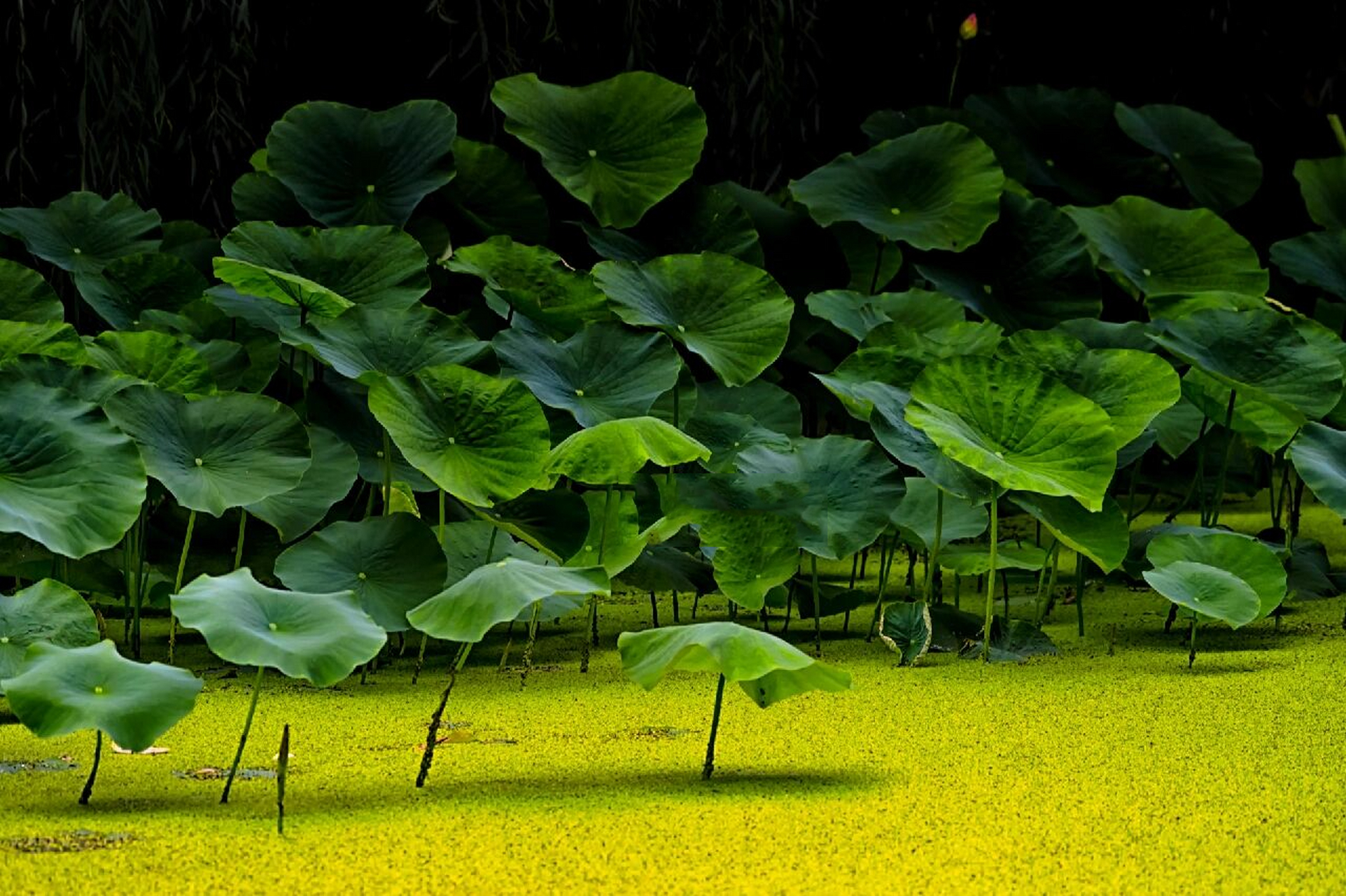 摄影|壁纸|夏日荷塘|荷塘月色|意境荷花 95959595 穿过繁华的