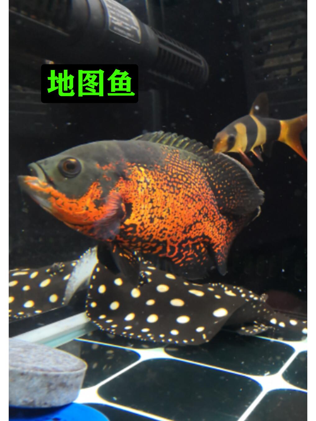 养鱼新手注意查收,地图鱼的饲养手册