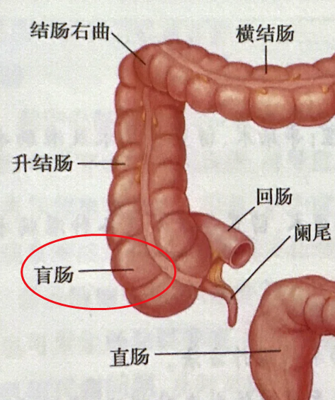 阑尾下面连接的是盲肠