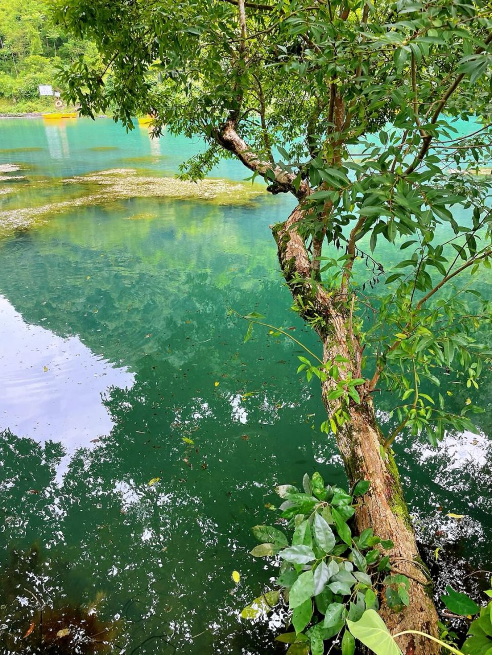 柳州恩施之洞穴探秘! 柳版九寨沟之湖北恩施洞穴探秘!水超清!鱼超多!