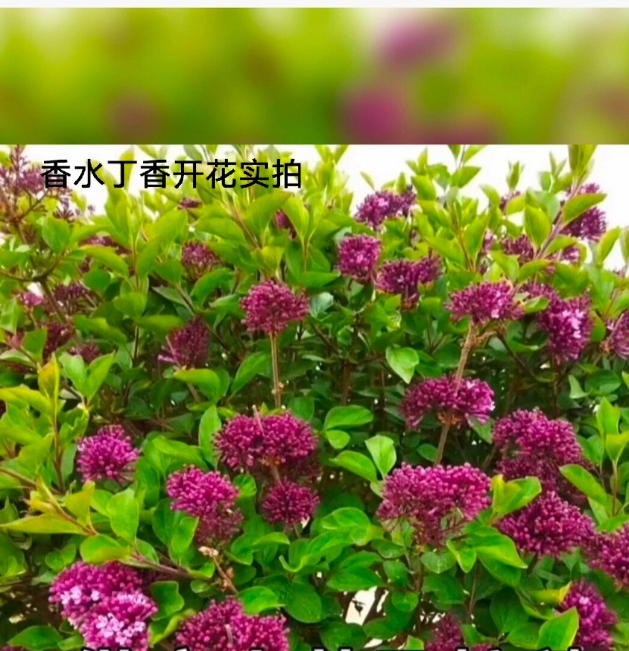 香水丁香是引进比较早的国外丁香品种.