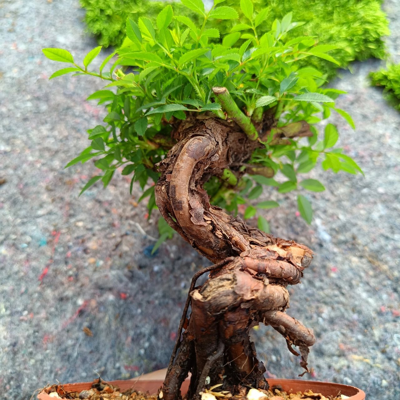 韩国姬蔷薇老桩盆景开94 姬蔷薇盆景是一种以姬蔷薇(rosa