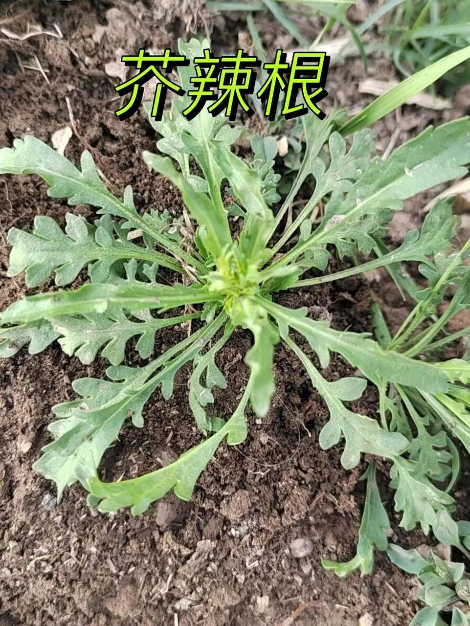 野菜《芥辣根》92 有吃过这种野菜吗?