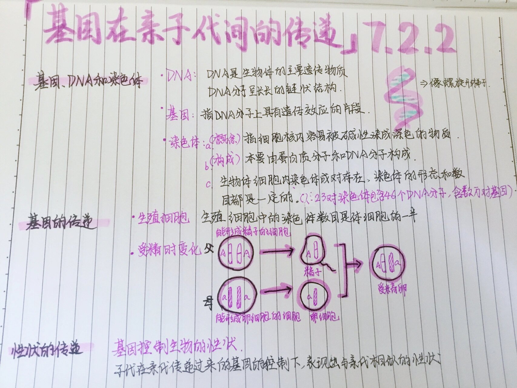 八下生物第二单元第二节思维导图
