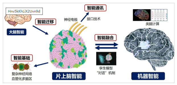 七部门联合印发“意见”——到2027年脑机接口关键技术取得突破(图1)