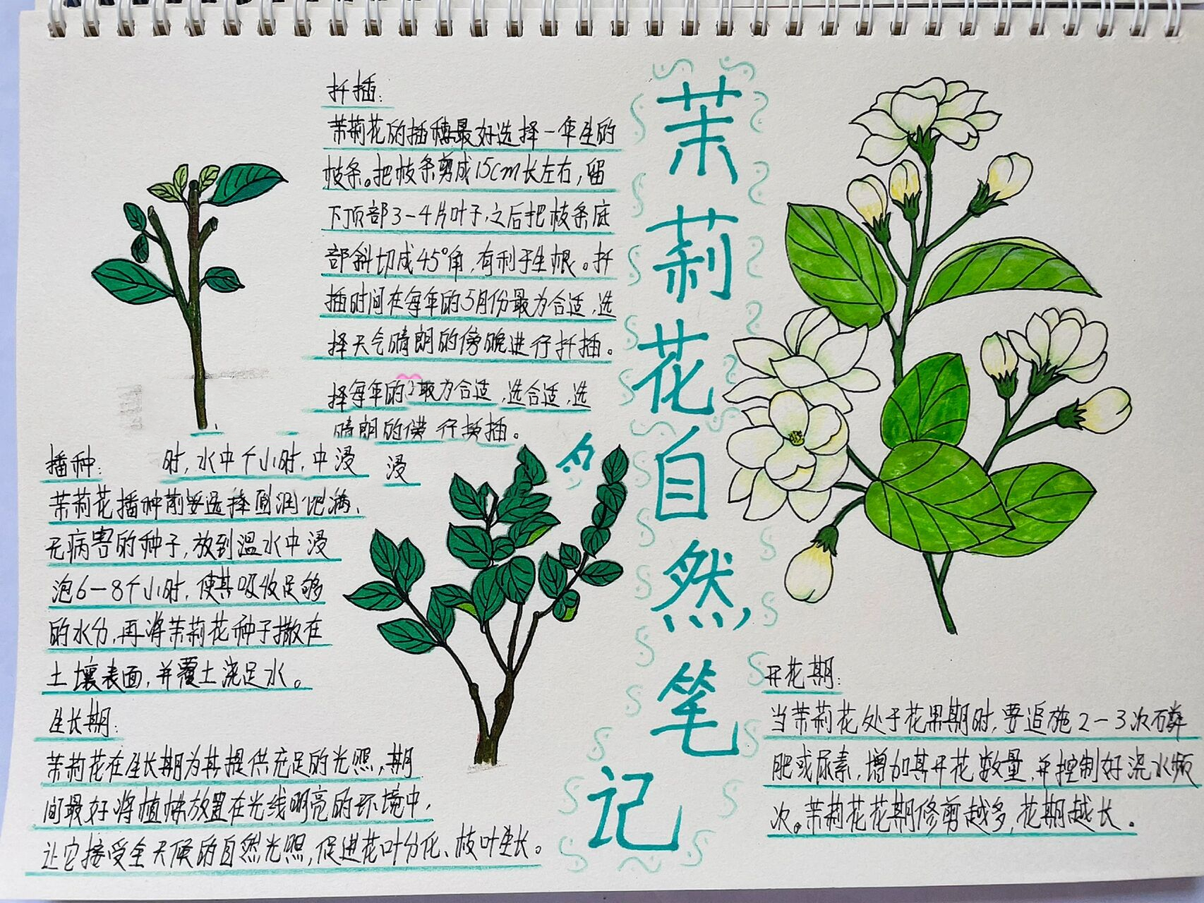 茉莉花自然笔记图片