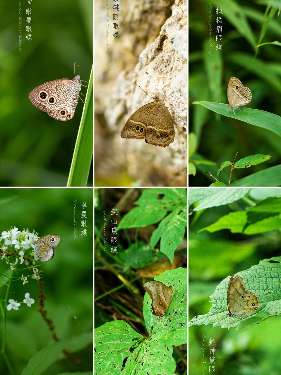 图②—拟四眼矍眼蝶 图③—蒙链荫眼蝶 图④—拟稻眉眼蝶 图⑤—卓矍