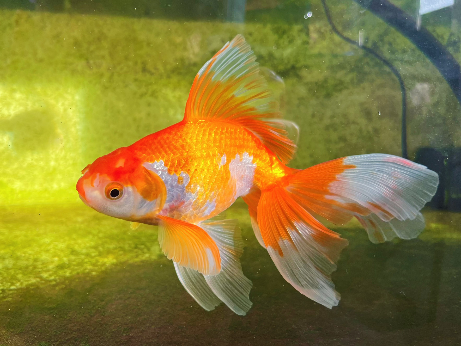 中日古典金鱼合集 分享一些一岁半和今年当岁的中日古典金鱼 ①日狮