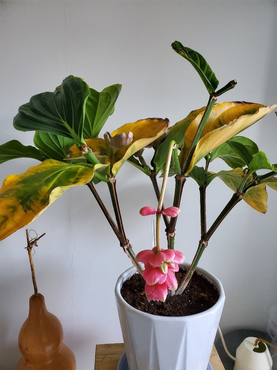 宝莲灯黄叶掉叶好像要死掉了 突然这个礼拜开始黄叶,叶子从边缘开始变