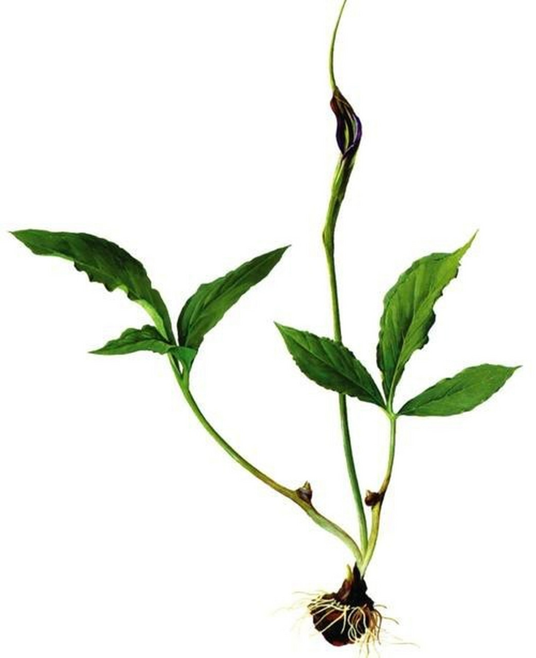 91半夏,中药名.为天南星科植物半夏pinellia ternata( thunb.