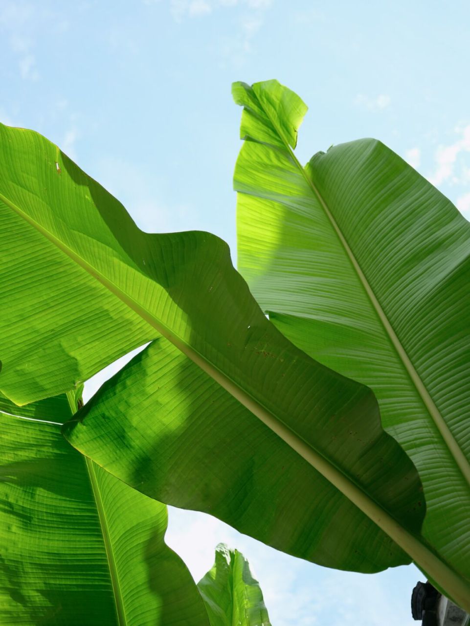夏日里的芭蕉叶,园林里 的清凉风 #苏州旅行#0202#苏州园林#02