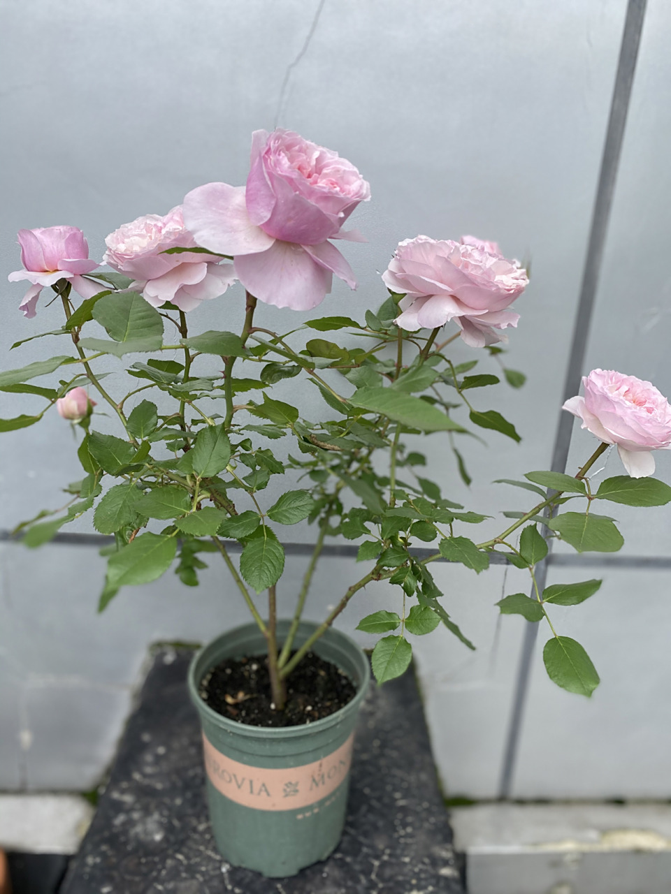 粉色系月季天花板「罗莎琳达」 完美的露台灌木切花品种,全日照阳台也