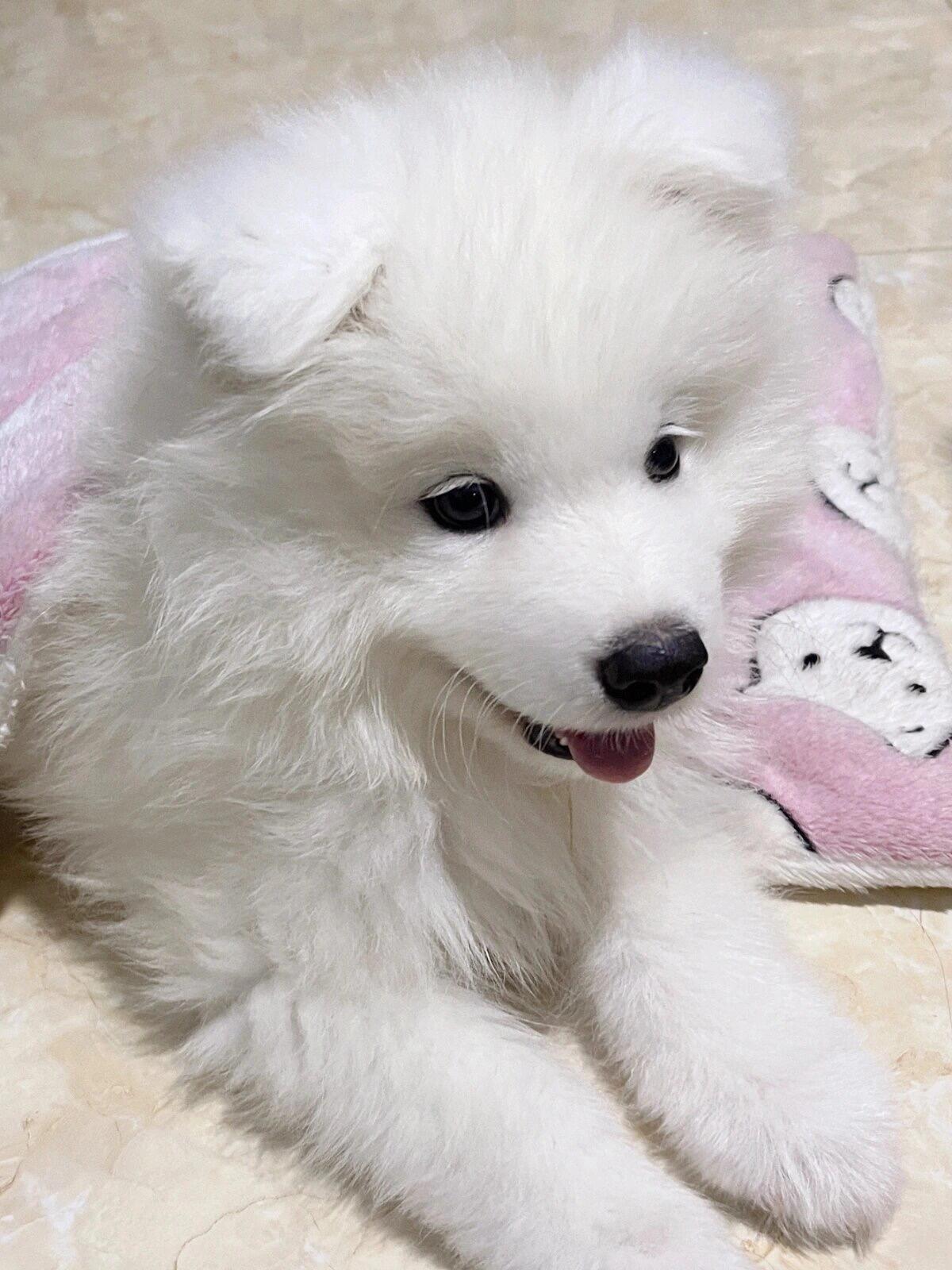 熊版小萨摩耶788一只,93自提