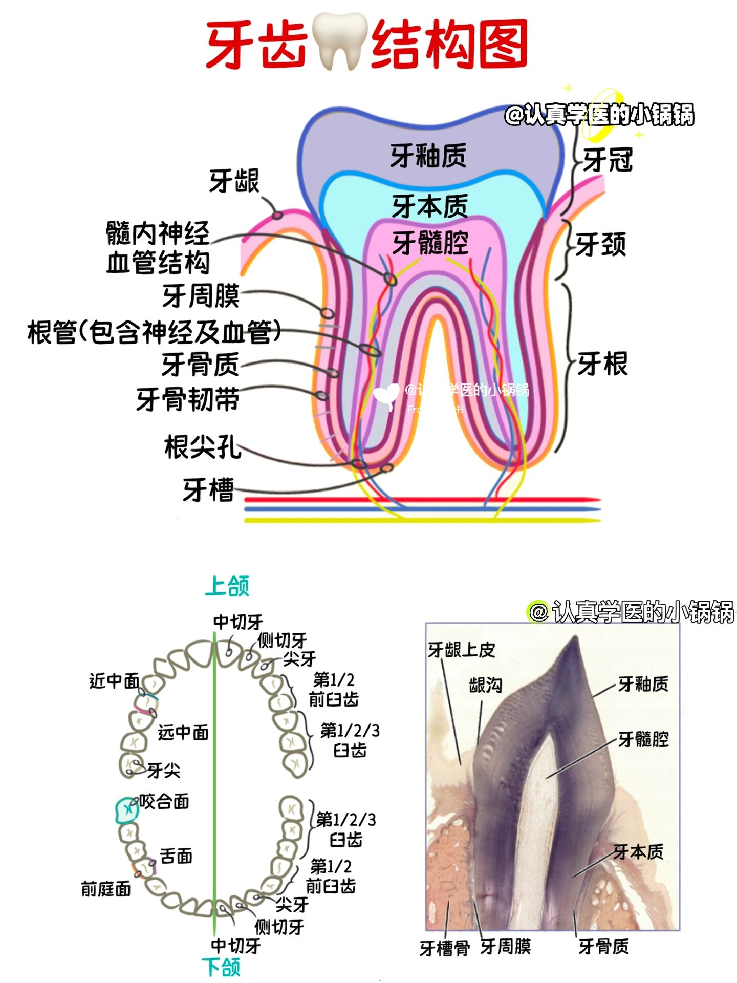 牙齿的结构名称图片