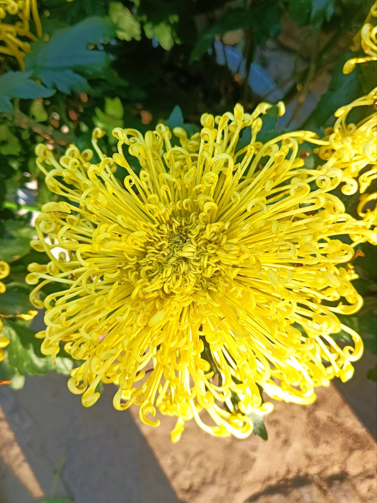 美得令人震撼的金丝菊