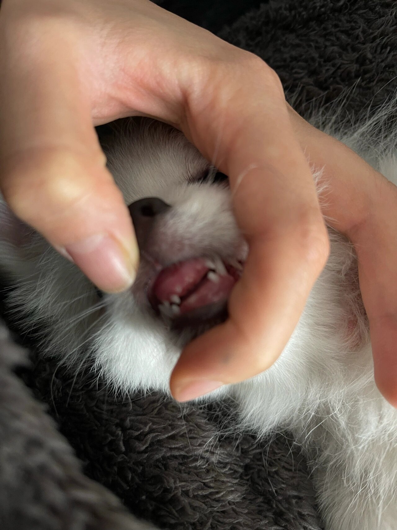 5个月小博美换牙 豁牙肉肉
