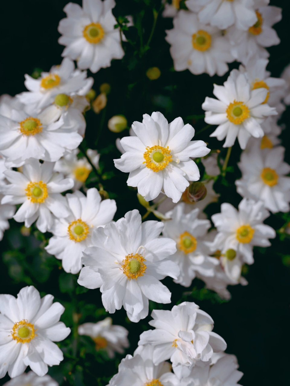 打破碗花花 打破碗花花(学名:anemone hupehensis02lemoine),是毛茛