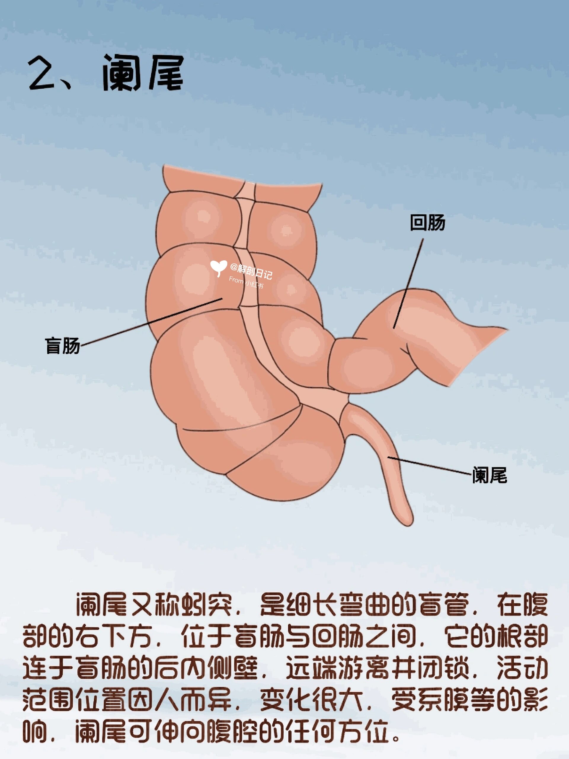 人体解剖图肠子图片