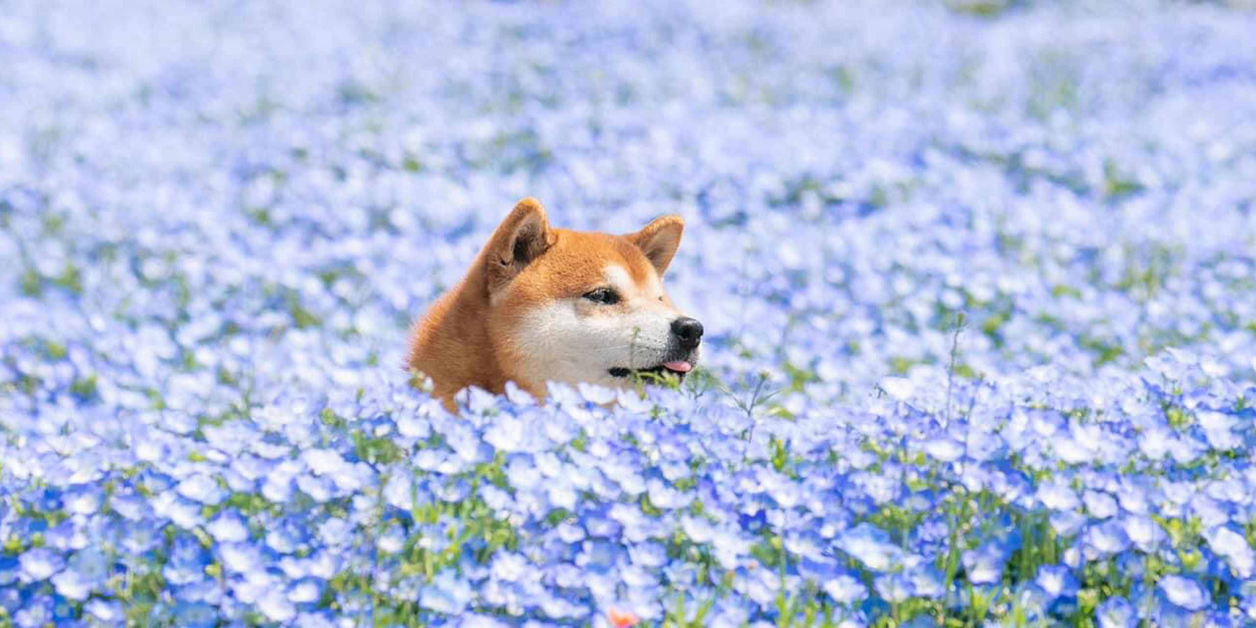 柴犬   碟豆花 日本 沒得去旅遊的日子,就靠照片解一下癮