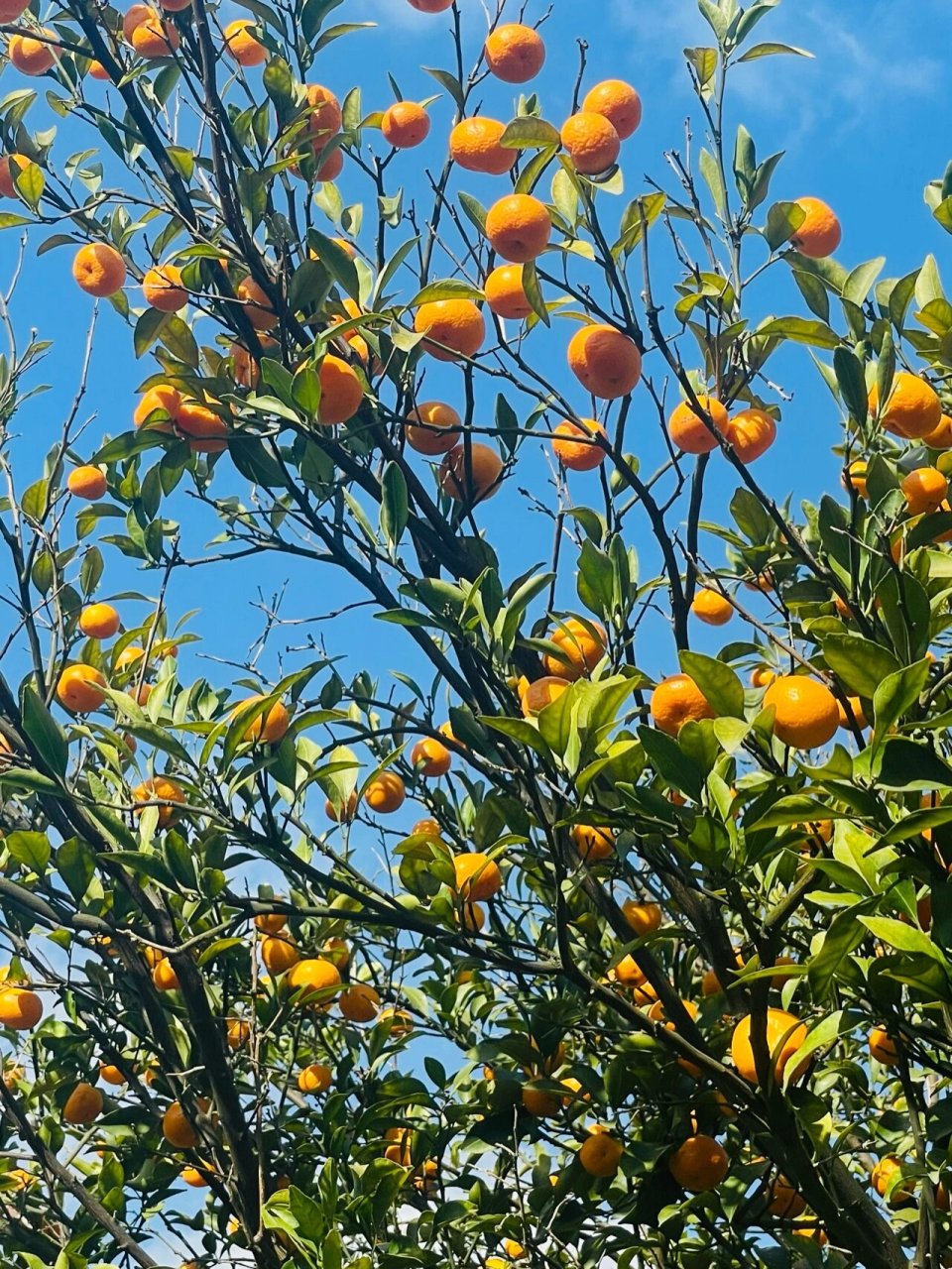 黄岩柑橘博览园图片