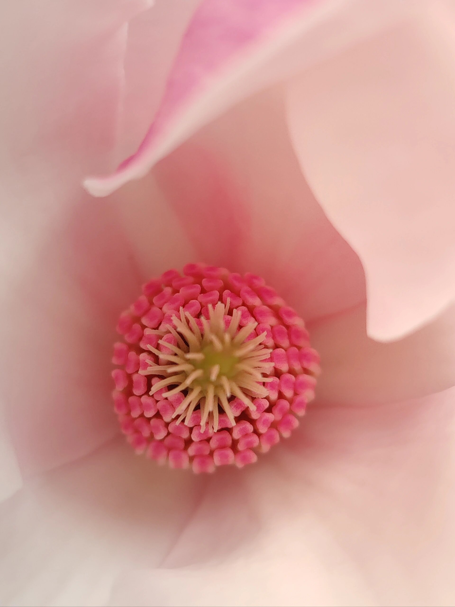 玉兰花花蕊像什么图片