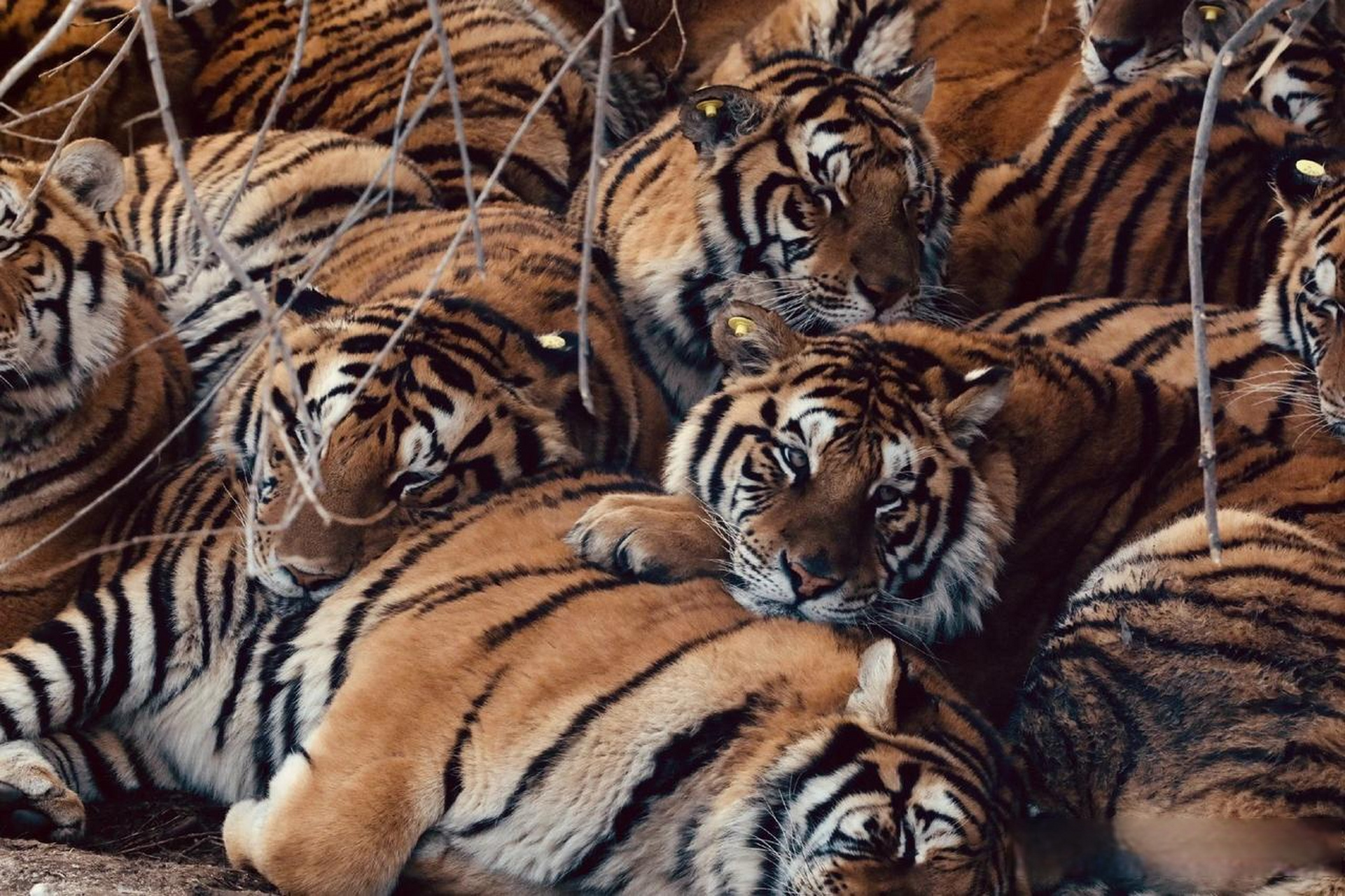 一山不容二虎,除非零下二十五