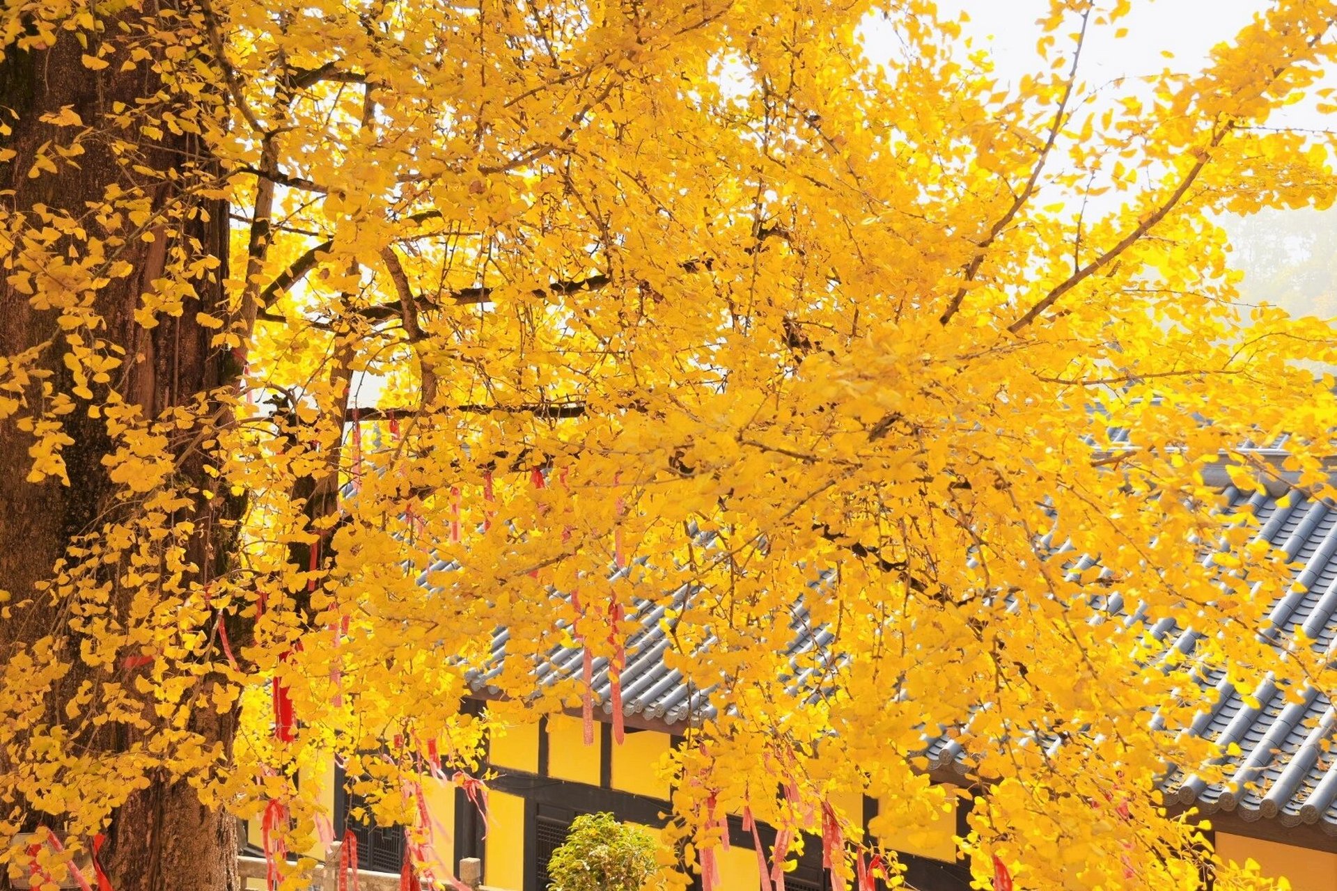 重庆天星寺的千年银杏最佳观赏期到了 重庆天星寺的千年银杏最佳观赏