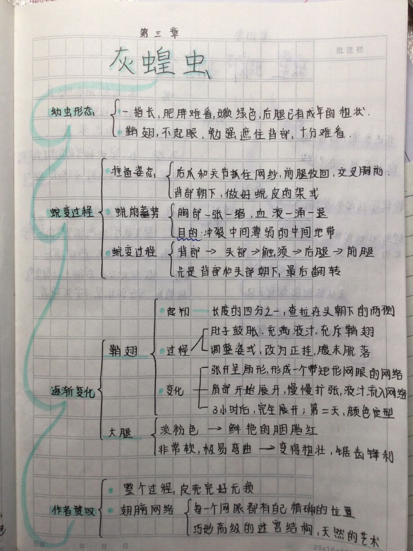 蚂蚱思维导图怎么画图片