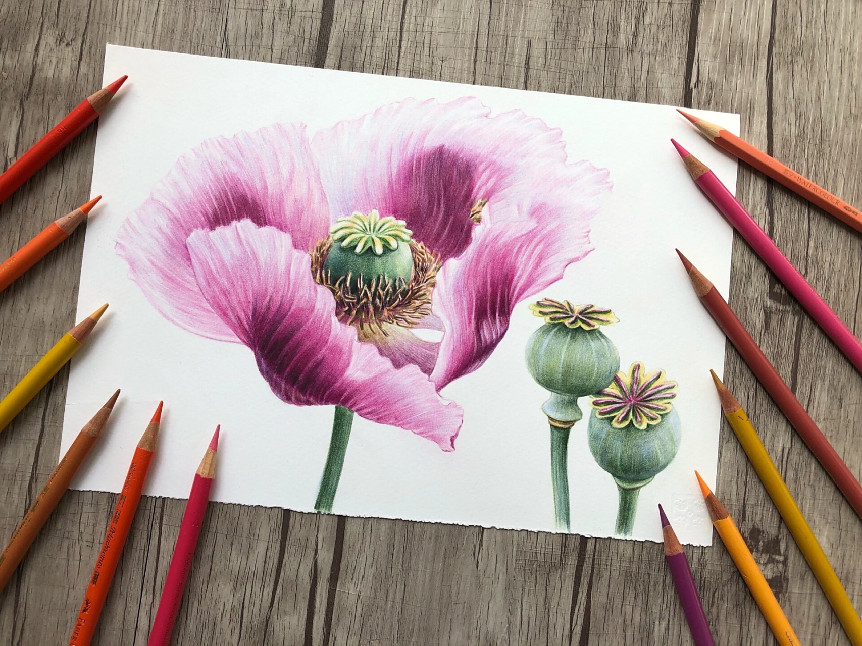 彩铅罂粟花!7815 彩铅罂粟花!