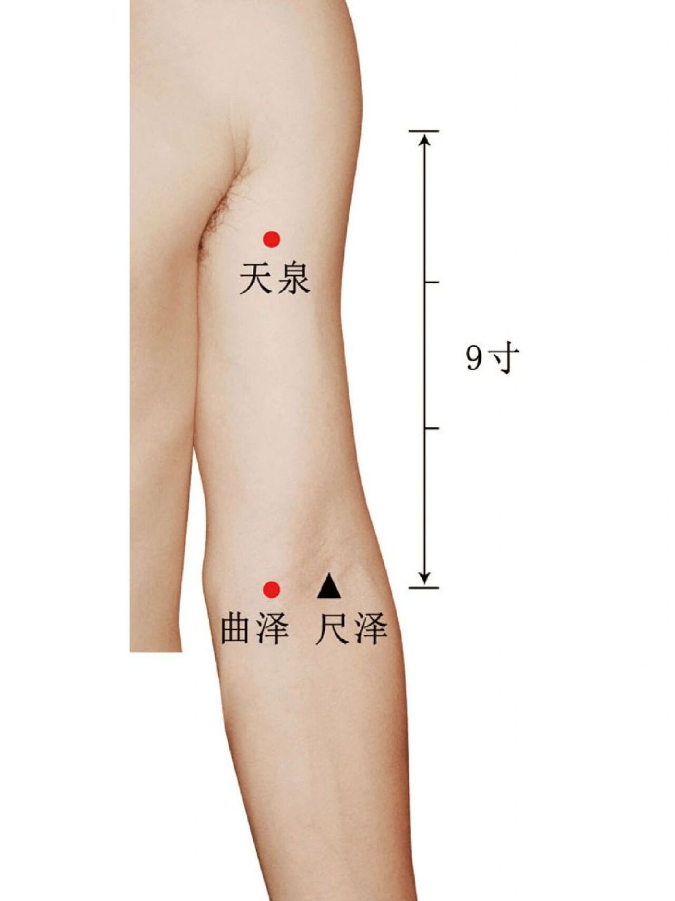 尺泽曲泽少海位置图图片